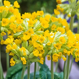 Prvosienka jarná, výška 10/15 cm, v črepníku Primula veris