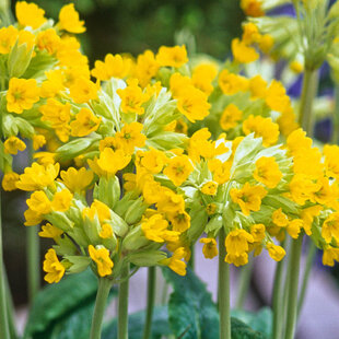 Prvosienka jarná, výška 10/15 cm, v črepníku Primula veris