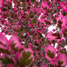 Purpurea tricolor