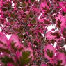 Purpurea tricolor