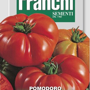 Rajčiak - COSTOLUTO FIORENTINO