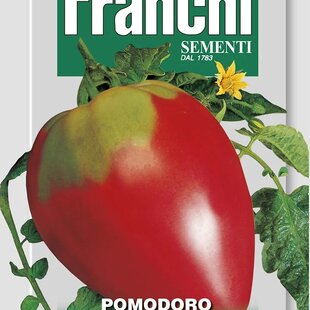 Rajčiak kríčkový - CUOR DI BUE “Býčie srdce“ - semená, 1,5 gramu