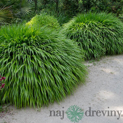 Rákosovka japonská ‘Greenhills‘ 20/40 cm v črepníku 2l Hakonechloa macra ‘Greenhills‘