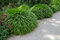 Rákosovka japonská ‘Greenhills‘ 20/40 cm v črepníku 2l Hakonechloa macra ‘Greenhills‘