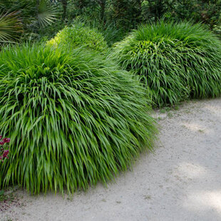 Rákosovka japonská ‘Greenhills‘ 20/40 cm v črepníku 2l Hakonechloa macra ‘Greenhills‘