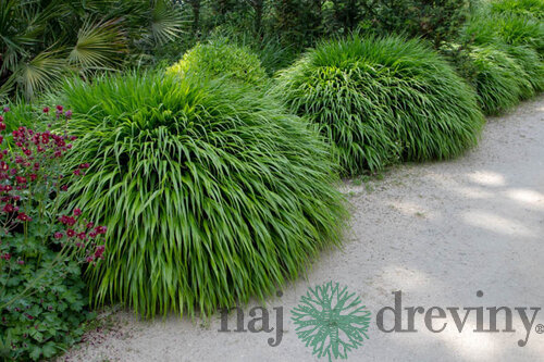 Rákosovka japonská ‘Greenhills‘ 20/40 cm v črepníku 2l Hakonechloa macra ‘Greenhills‘
