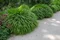 Rákosovka japonská ‘Greenhills‘ 20/40 cm v črepníku 2l Hakonechloa macra ‘Greenhills‘