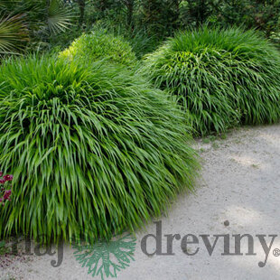 Rákosovka japonská ‘Greenhills‘ 20/40 cm v črepníku 2l Hakonechloa macra ‘Greenhills‘