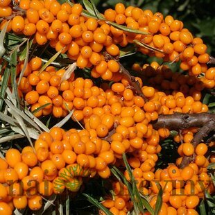 Rakytník samica ♀, výška 40/60 cm, v črepníku 2/3l Hippophae femina