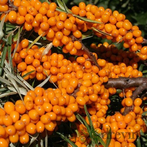 Rakytník samica ♀, výška 40/60 cm, v črepníku 2/3l Hippophae femina