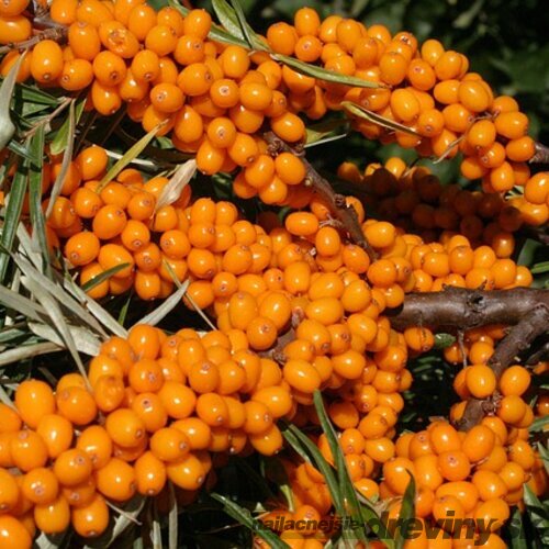 Rakytník samica ♀, výška 40/60 cm, v črepníku 2/3l Hippophae femina