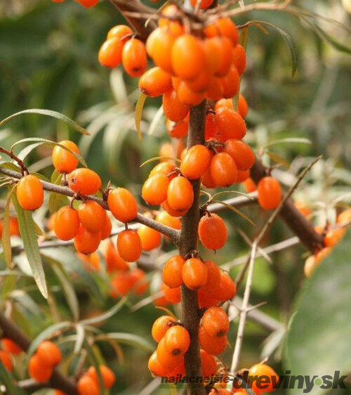 Rakytník samičí Aromatnaja, výška 20/50 cm, v črepníku 3l Hippophae rhamnoides Frugana