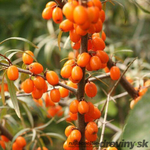 Rakytník samičí Aromatnaja, výška 20/50 cm, v črepníku 3l Hippophae rhamnoides Frugana