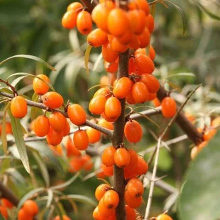 Rakytník samičí Aromatnaja, výška 20/50 cm, v črepníku 3l Hippophae rhamnoides Frugana