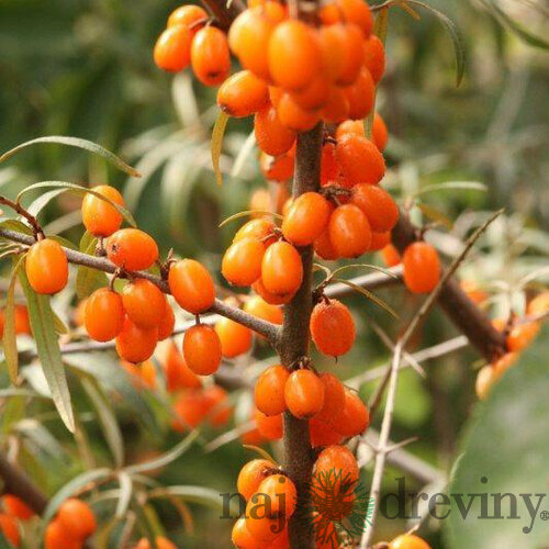 Rakytník samičí Aromatnaja, výška 20/50 cm, v črepníku 3l Hippophae rhamnoides Frugana