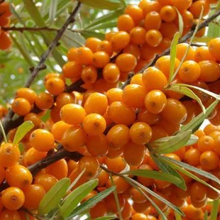 Rakytník samičí Moskwiczka (Sibírske zlato), v črepníku 2l Rhippophae rhamnoides Moskwiczka