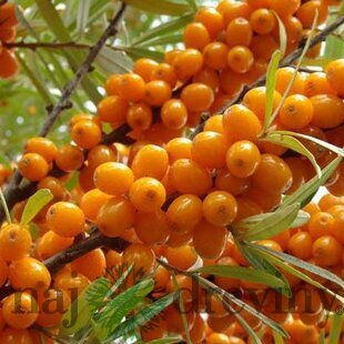 Rakytník samičí Moskwiczka (Sibírske zlato), v črepníku 2l Rhippophae rhamnoides Moskwiczka