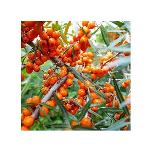 Rakytník samoopelivý Friesdorfer Orange, výška 140/180 cm, v črepníku 5l Hippophae rhamnoides