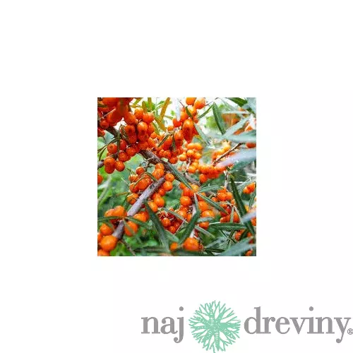 Rakytník samoopelivý Friesdorfer Orange, výška 140/180 cm, v črepníku 5l Hippophae rhamnoides