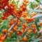 Rakytník samoopelivý Friesdorfer Orange, výška 140/180 cm, v črepníku 5l Hippophae rhamnoides