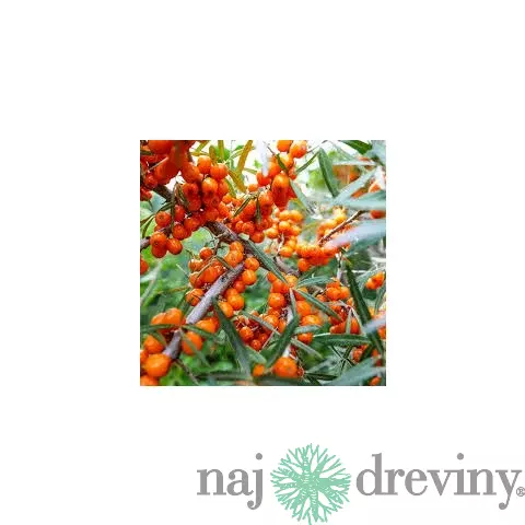 Rakytník samoopelivý Friesdorfer Orange, výška 140/180 cm, v črepníku 5l Hippophae rhamnoides