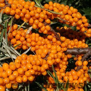 Rakytník samoopelivý Friesdorfer Orange, výška 20/50 cm, v črepníku 2l Hippophae rhamnoides