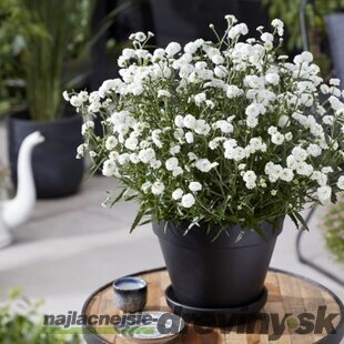 Rebríček bertrámový The Pearl, v črepníku P9, 10/15 cm Achillea ptarmica The Pearl