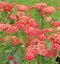 Rebríček - Myší chvost Paprika (liečivý), v črepníku Achillea millefolium Paprika