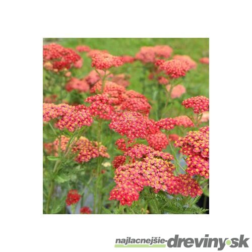Rebríček - Myší chvost Paprika (liečivý), v črepníku Achillea millefolium Paprika