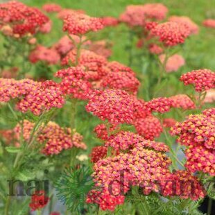 Rebríček - Myší chvost Paprika (liečivý), v črepníku Achillea millefolium Paprika