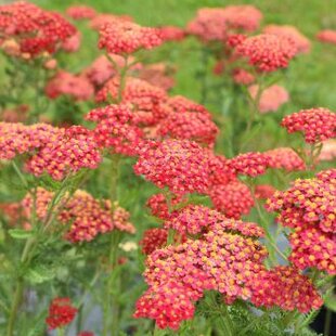 Rebríček - Myší chvost Paprika (liečivý), v črepníku Achillea millefolium Paprika