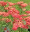 Rebríček - Myší chvost Paprika (liečivý), v črepníku Achillea millefolium Paprika
