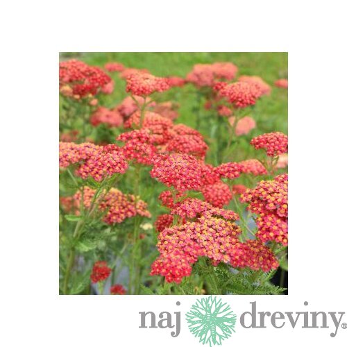 Rebríček - Myší chvost Paprika (liečivý), v črepníku Achillea millefolium Paprika