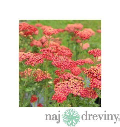 Rebríček - Myší chvost Paprika (liečivý), v črepníku Achillea millefolium Paprika