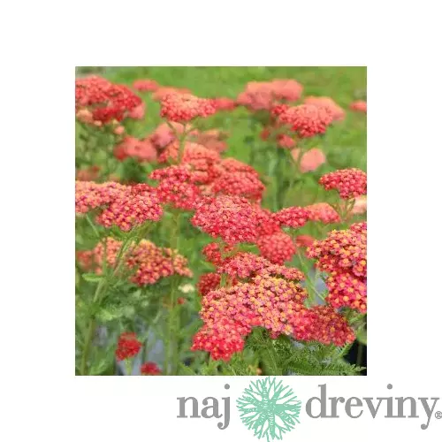 Rebríček - Myší chvost Paprika (liečivý), v črepníku Achillea millefolium Paprika