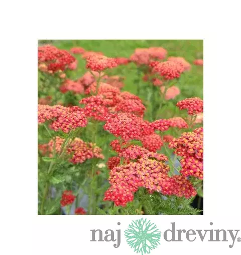 Rebríček - Myší chvost Paprika (liečivý), v črepníku Achillea millefolium Paprika