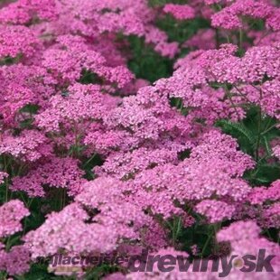 Rebríček obyčajný Lilac Beauty, v črepníku P9, 10/15 cm Achillea millefolium Lilac Beauty