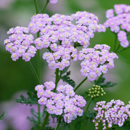 Rebríček obyčajný Lilac Beauty, v črepníku P9, 10/15 cm Achillea millefolium Lilac Beauty