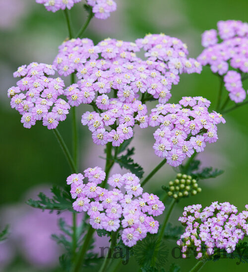 Rebríček obyčajný Lilac Beauty, v črepníku P9, 10/15 cm Achillea millefolium Lilac Beauty