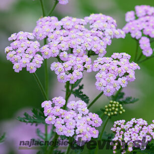 Rebríček obyčajný Lilac Beauty, v črepníku P9, 10/15 cm Achillea millefolium Lilac Beauty