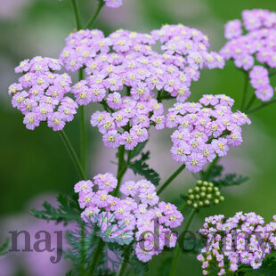 Rebríček obyčajný Lilac Beauty, v črepníku P9, 10/15 cm Achillea millefolium Lilac Beauty
