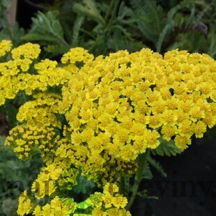 Rebríček obyčajný Moonshine, v črepníku P9, 10/15 cm Achillea millefolium Moonshine
