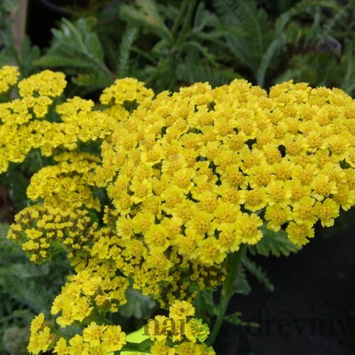 Rebríček obyčajný Moonshine, v črepníku P9, 10/15 cm Achillea millefolium Moonshine