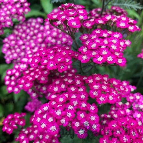 Rebríček obyčajný - Myší chvost (liečivý), v črepníku Achillea millefolium Cerise Queen