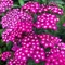 Rebríček obyčajný - Myší chvost (liečivý), v črepníku Achillea millefolium Cerise Queen