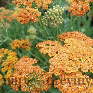Rebríček obyčajný Terracotta, v črepníku P9, 10/15 cm Achillea Terracotta