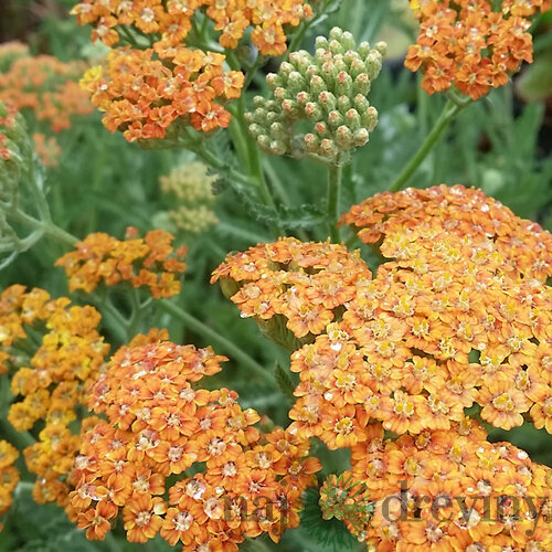 Rebríček obyčajný Terracotta, v črepníku P9, 10/15 cm Achillea Terracotta