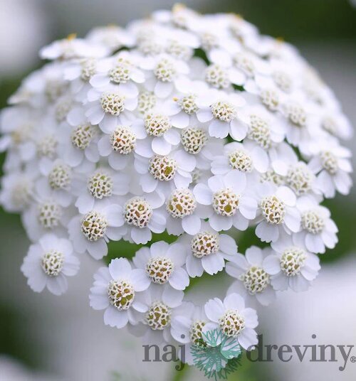 Rebríček obyčajný White Beauty, v črepníku P9, 10/15 cm Achillea millefolium White Beauty