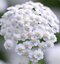 Rebríček obyčajný White Beauty, v črepníku P9, 10/15 cm Achillea millefolium White Beauty