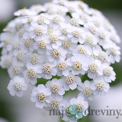 Rebríček obyčajný White Beauty, v črepníku P9, 10/15 cm Achillea millefolium White Beauty
